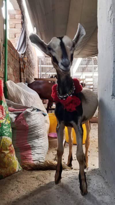 Komari Male goat bakra