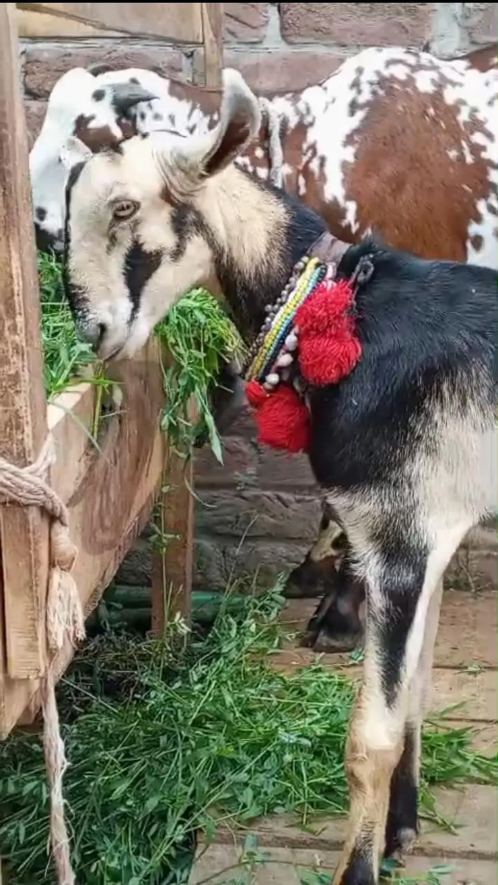 Komari Male goat bakra — photo 2