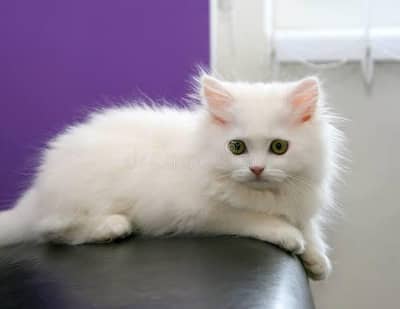 PERSIAN KITTEN TRIPPLE COAT
