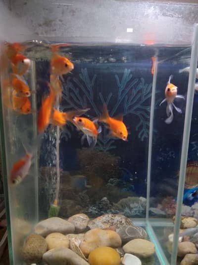 12 gold fish or 14 molly fish or 1 guppy fish