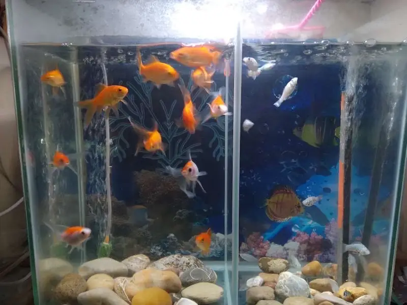 12 gold fish or 14 molly fish or 1 guppy fish — photo 2
