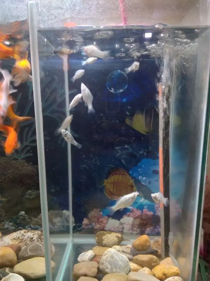 12 gold fish or 14 molly fish or 1 guppy fish — photo 3