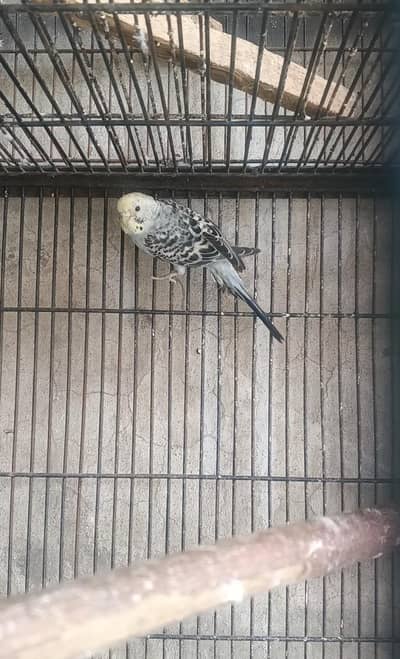 opline split grey black face ready to breed female