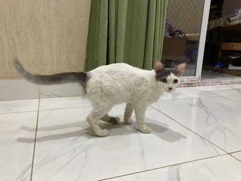Billo 1