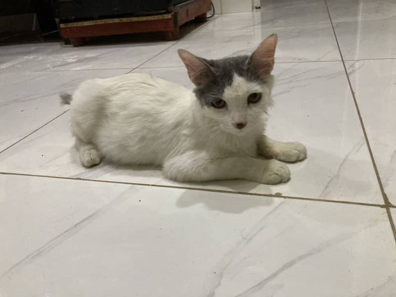 Billo 2