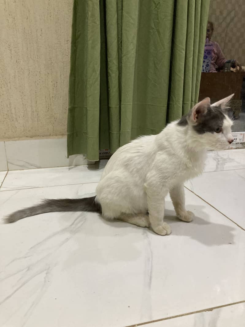 Billo 3