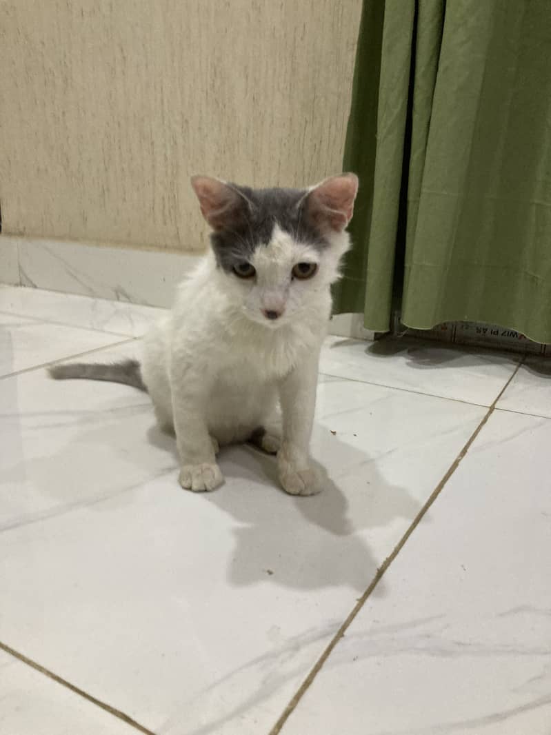 Billo 4