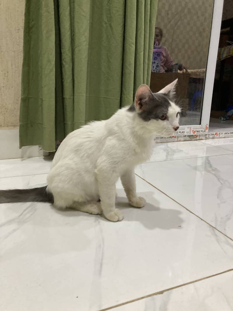 Billo 5