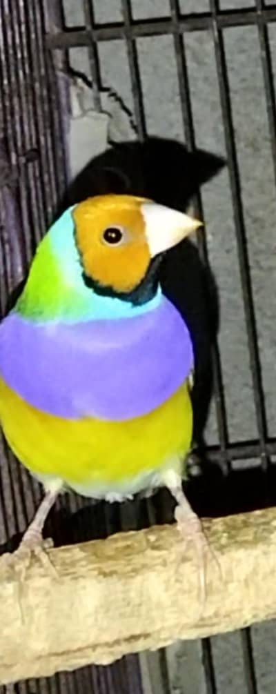 Gouldian Finches
