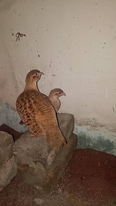 Irani titeer pair for sale