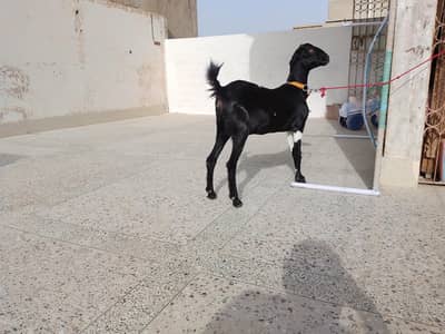 Zero Size teddy pair Gabban bakri