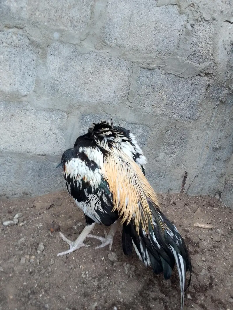 mashallah for sale patha — photo 2