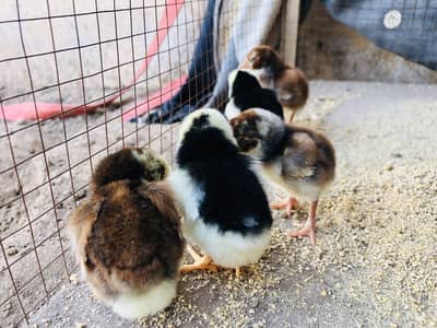Ek din ka miyawali chicks aseel 2 months female available
