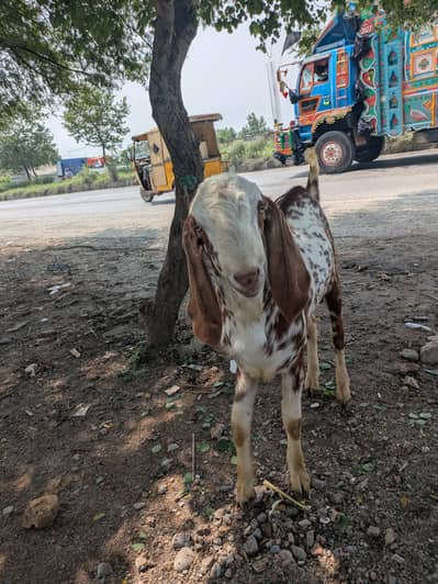 bakra for sale