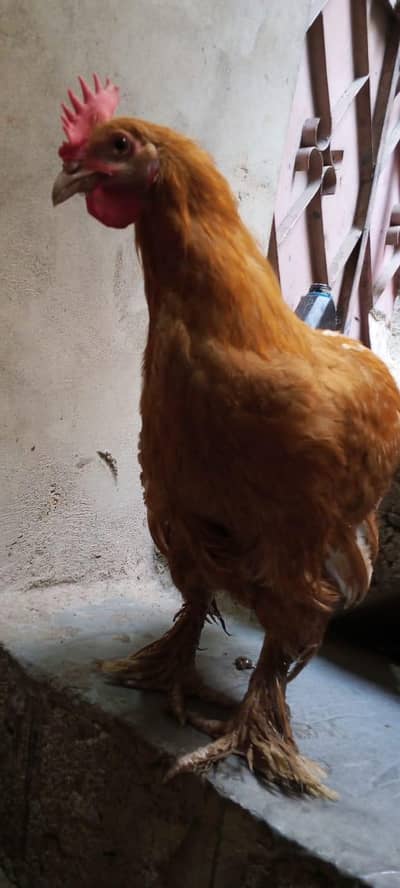 1 female 2 male