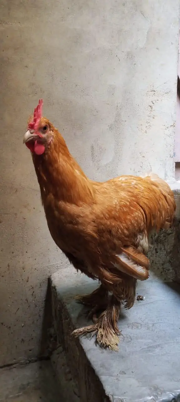 1 female 2 male — photo 2