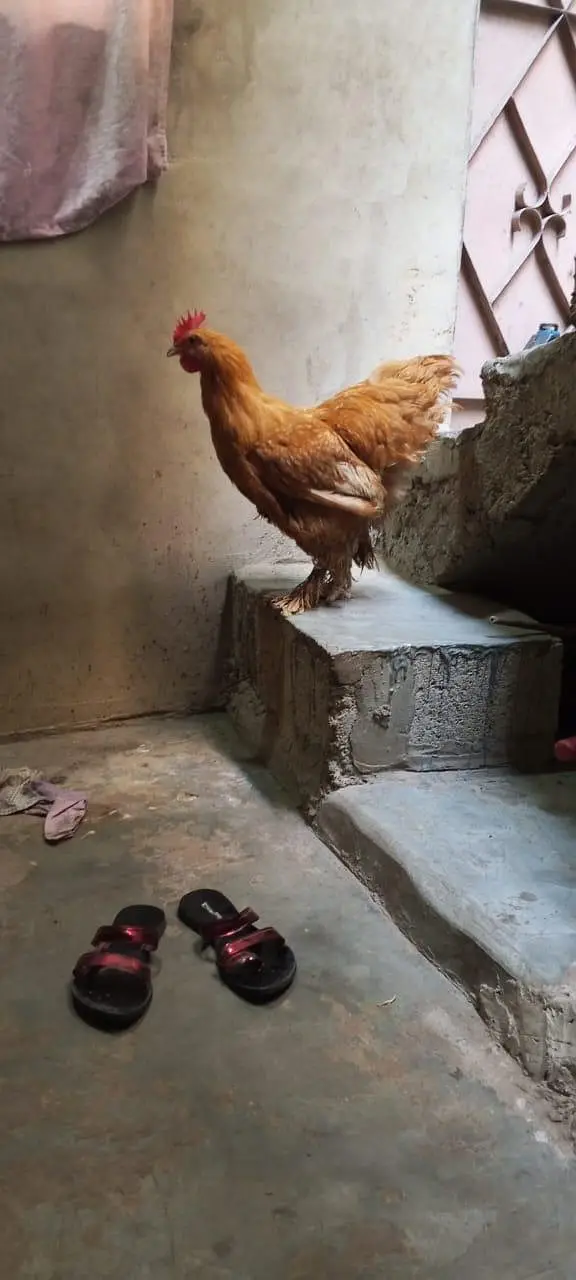 1 female 2 male — photo 3