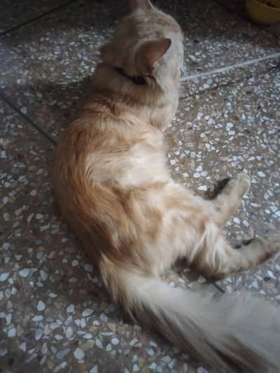 cat for sale