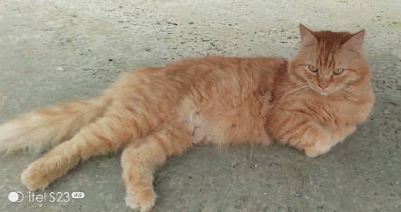 Persion Cat For Sale