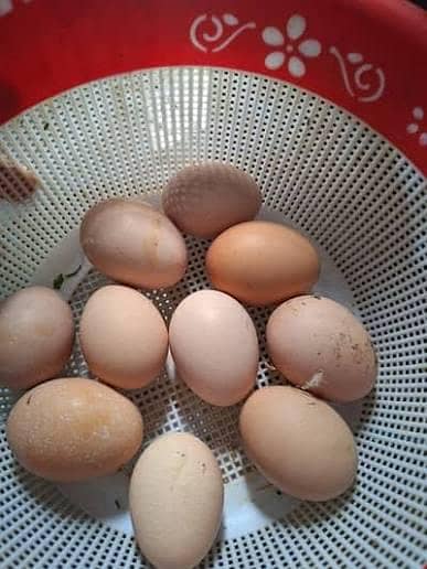 need fresh eggs of aseel breed
