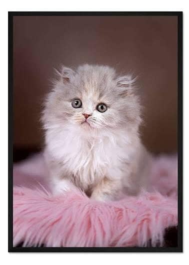 2 Months Old Cute Persian Baby Cat for Sale – COD Available
