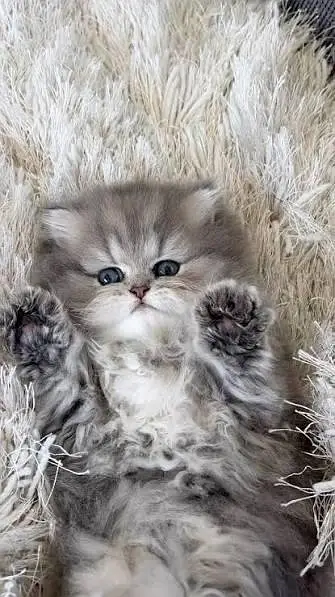 2 Months Old Cute Persian Baby Cat for Sale – COD Available — photo 3