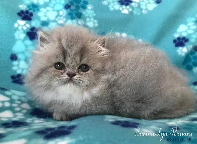 2 Months Old Cute Persian Baby Cat for Sale – COD Available — photo 4