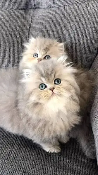 2 Months Old Cute Persian Baby Cat for Sale – COD Available — photo 5