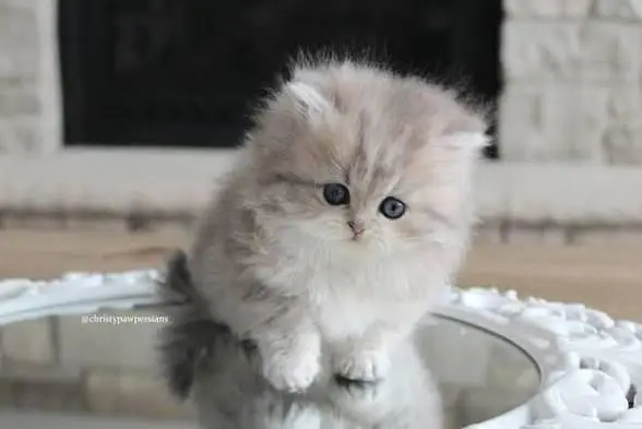 2 Months Old Cute Persian Baby Cat for Sale – COD Available — photo 6