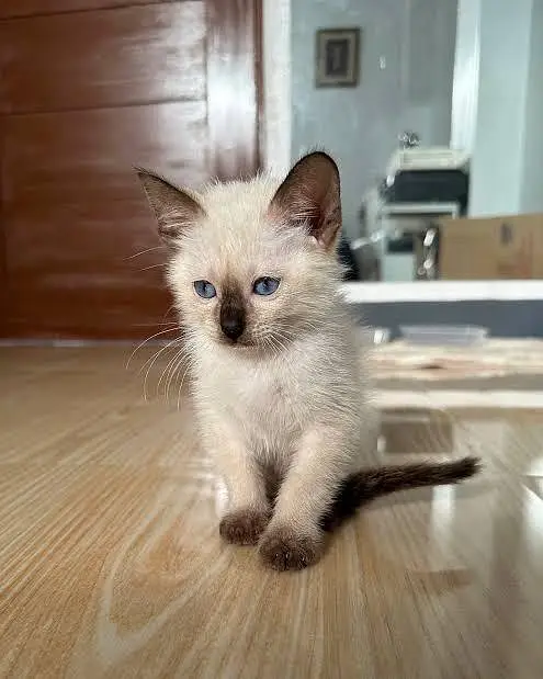 2 Months Old Cute Persian Baby Cat for Sale – COD Available — photo 7