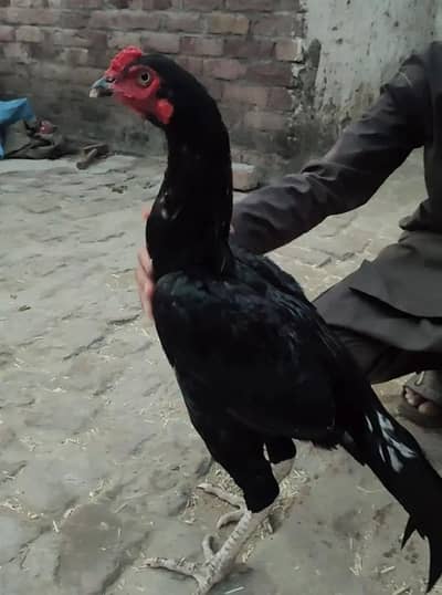 for sale
