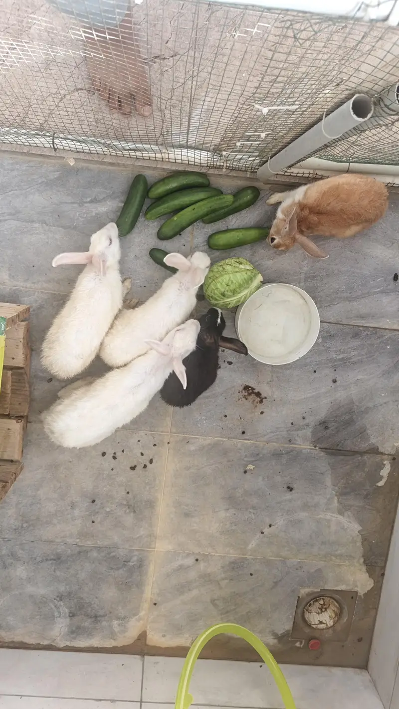 rabbit — photo 2