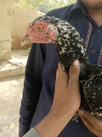 Sindhi aseel female