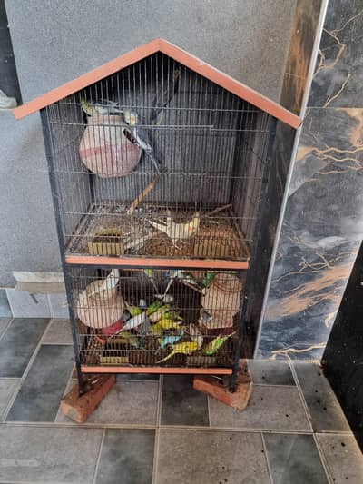 cockatiel and australian parrot