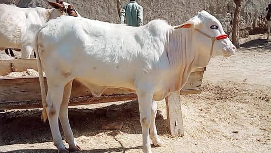 cow for sale