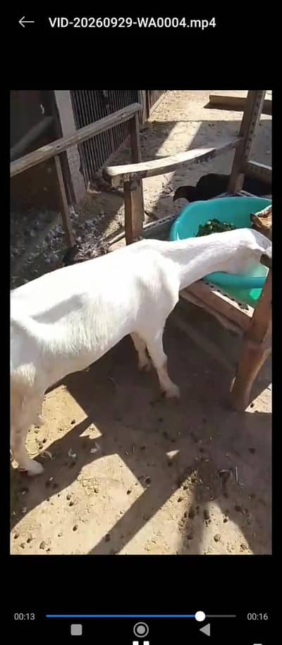 2 teddy breed white bakriyan