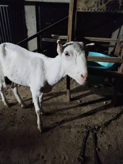 teddy breed white bakri 6 dant