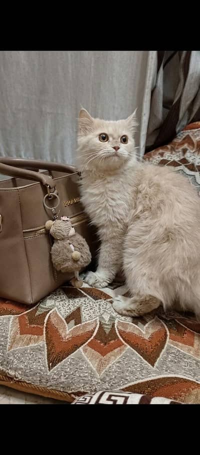 persain female cat