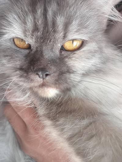 cat for sale