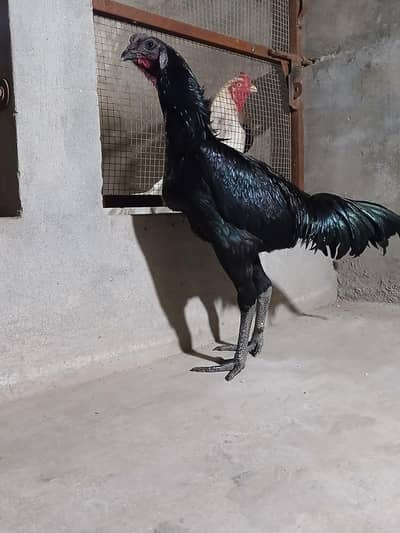 ayam cemani |Black Dragone | White shamo | Aseel Shamo |chicks