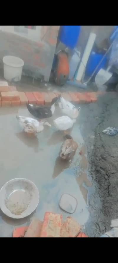 home tame Five ducks price 10000 and single price 2000