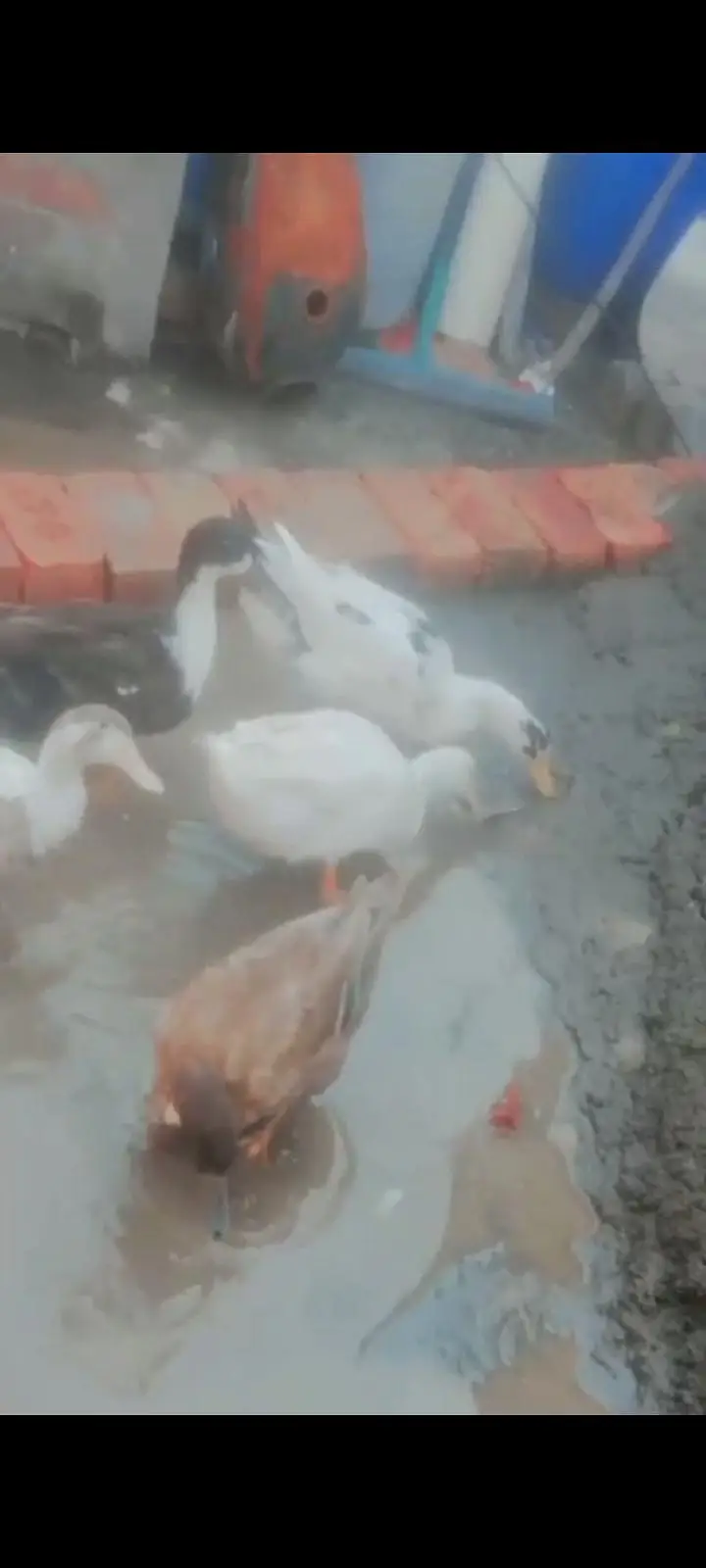 home tame Five ducks price 10000 and single price 2000 — photo 2