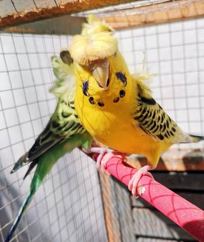 MAASHAALLAH  HOGOROMO BREEDER PAIR LOOKING FOR NEW HOM