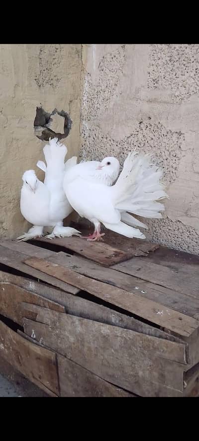 laka pair for sale hai