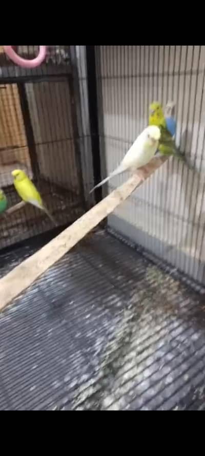 Budgies  king size
