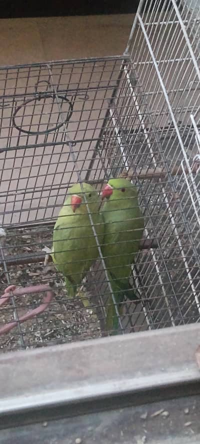 wild ringneck parrots