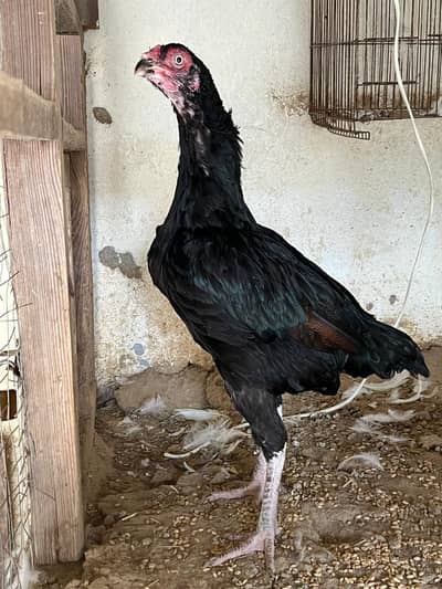 Aseel hen