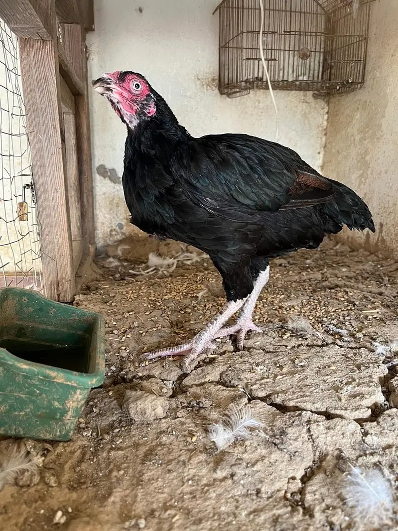 Aseel hen — photo 2