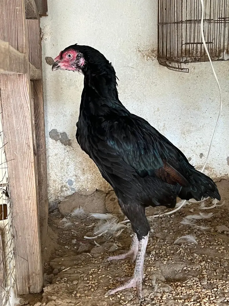 Aseel hen — photo 3