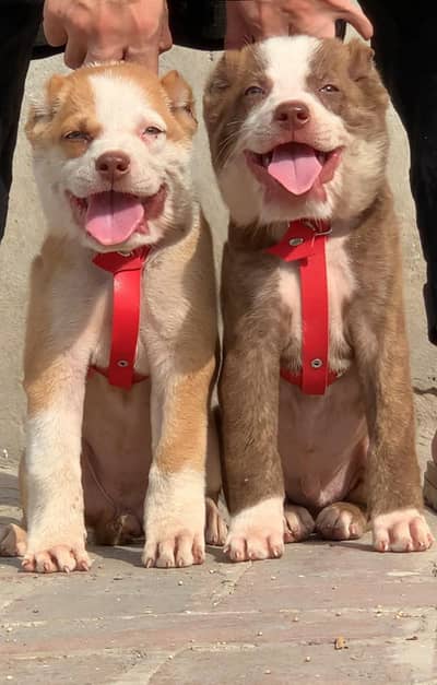 King Alabai pair pure breed security dog 2months for sale